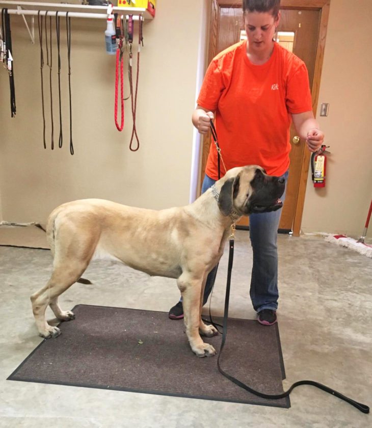 english mastiff show dogs